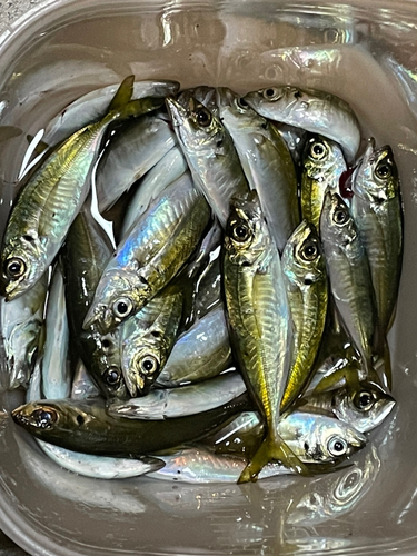 アジの釣果