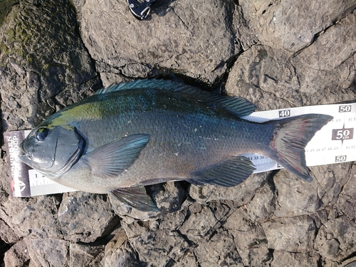 クチブトグレの釣果