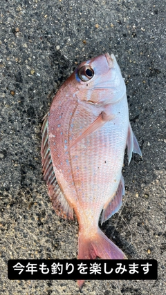 マダイの釣果