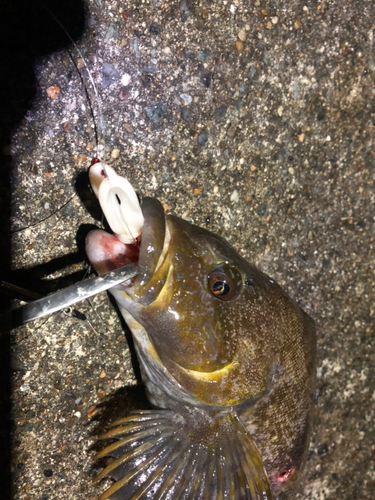 アイナメの釣果