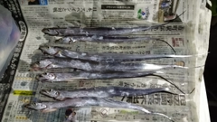 タチウオの釣果