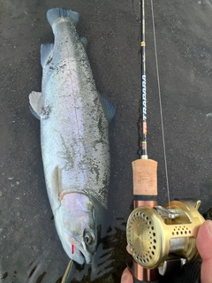 ニジマスの釣果