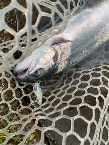 ニジマスの釣果