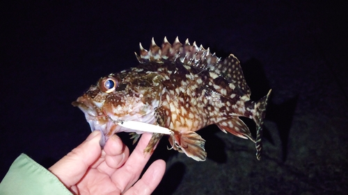 アラカブの釣果