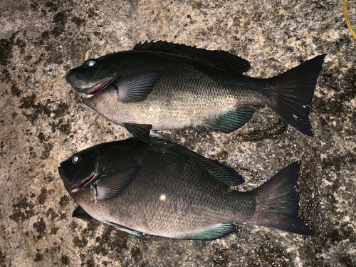 メジナの釣果