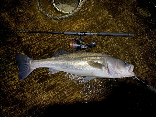 スズキの釣果