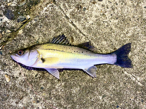 セイゴ（タイリクスズキ）の釣果