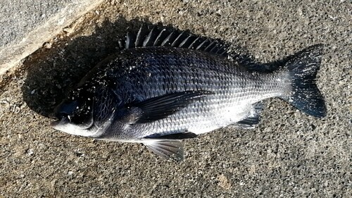 クロダイの釣果