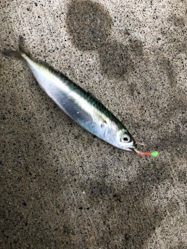 サバの釣果