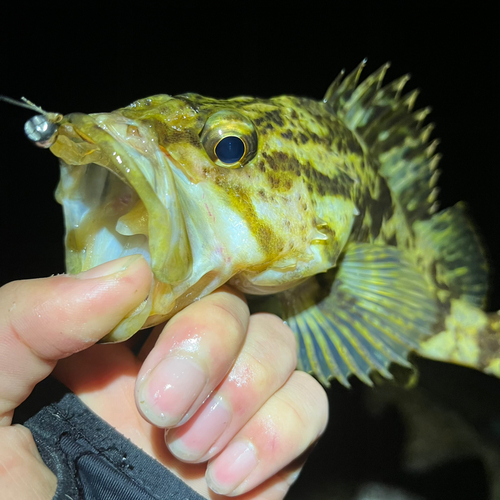 タケノコメバルの釣果