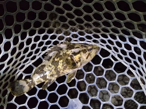 タケノコメバルの釣果