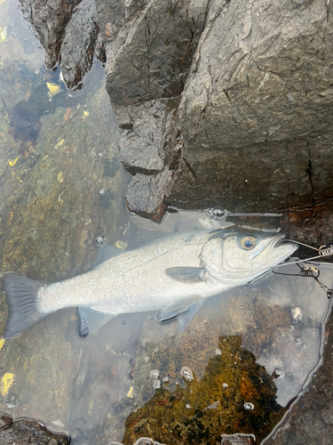 ヒラスズキの釣果