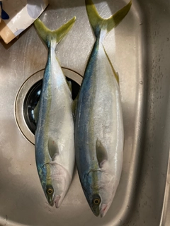 ハマチの釣果