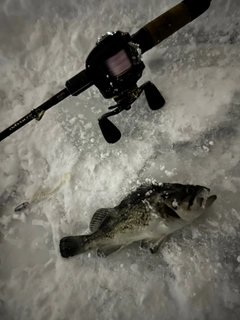 クロソイの釣果