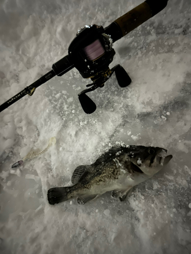 クロソイの釣果