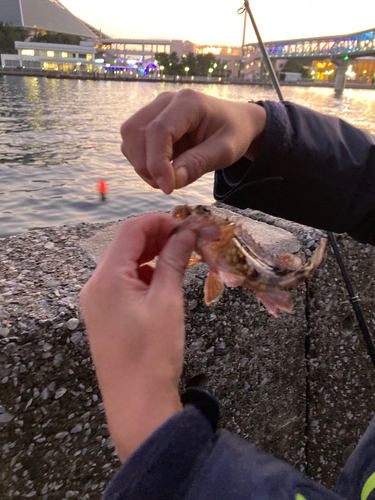 カサゴの釣果