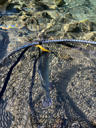 ニジマスの釣果