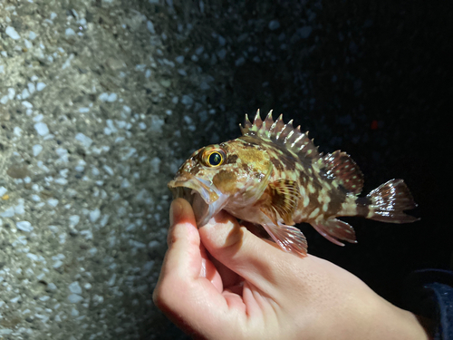 カサゴの釣果