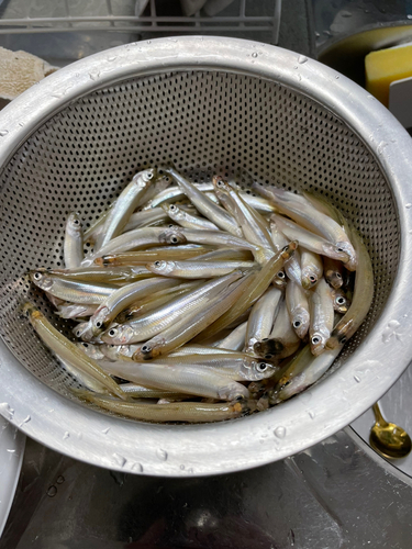 ワカサギの釣果