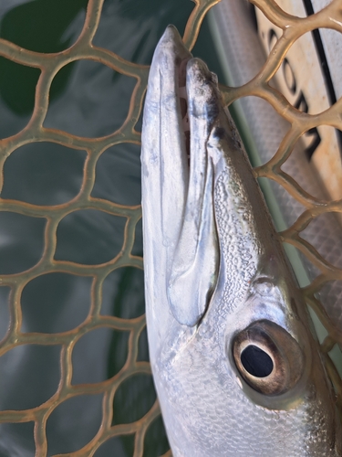 オニカマスの釣果