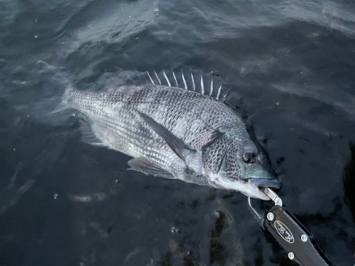 クロダイの釣果