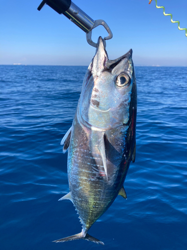 メバチマグロの釣果