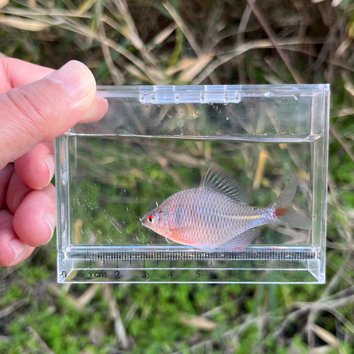 タイリクバラタナゴの釣果