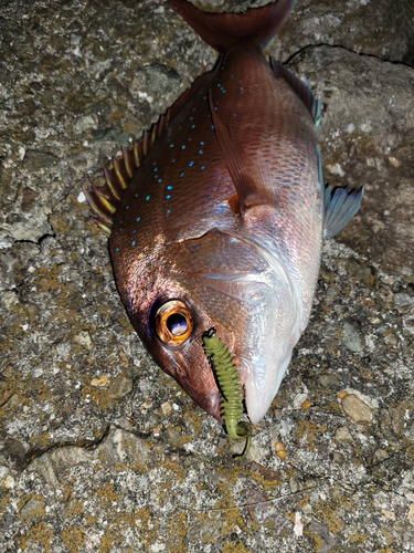 タイの釣果