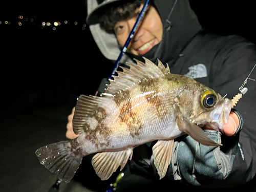 メバルの釣果