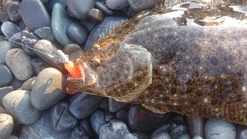 ヒラメの釣果