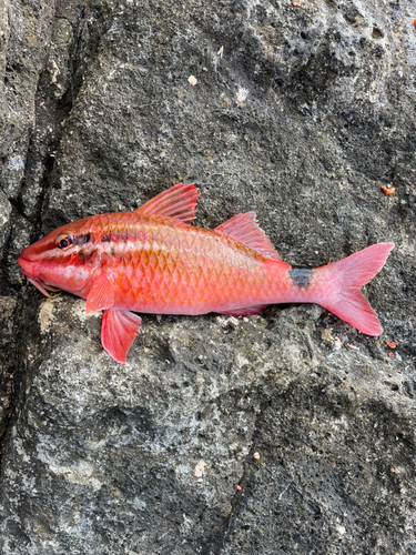 ホウライヒメジの釣果