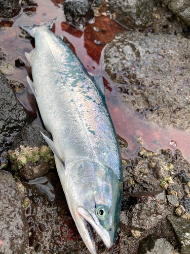 サクラマスの釣果