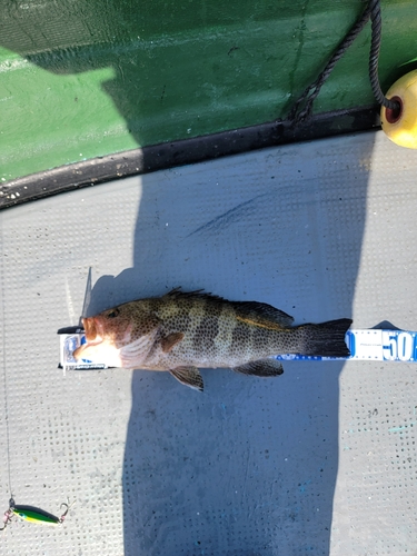 オオモンハタの釣果