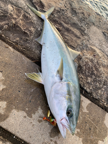 メジロの釣果