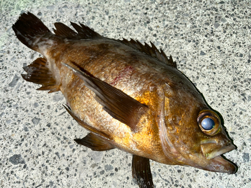 メバルの釣果