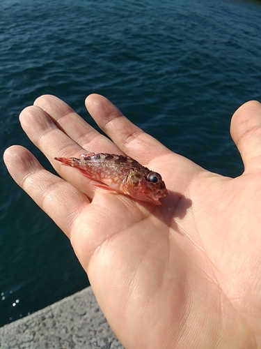 アラカブの釣果