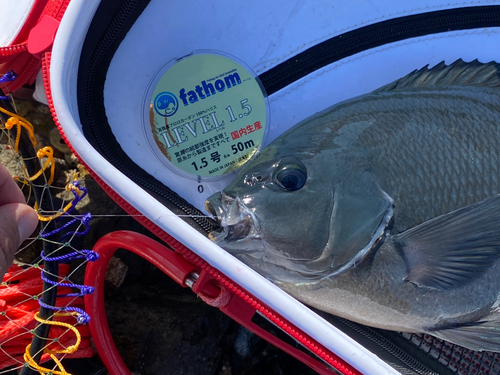 クチブトグレの釣果