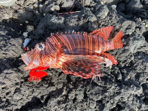 ハナミノカサゴの釣果