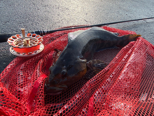 アブラコの釣果