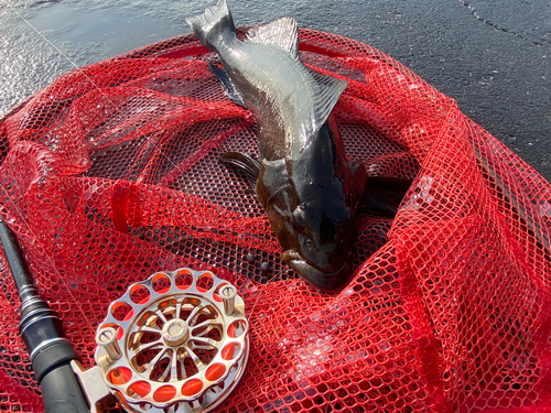 アブラコの釣果