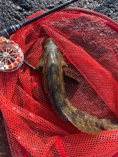 アブラコの釣果