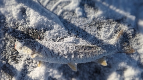 ウミアメの釣果