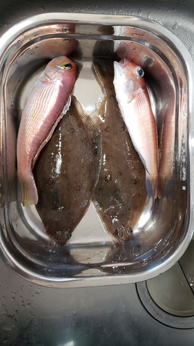 アマダイの釣果