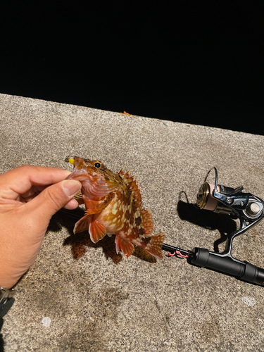 カサゴの釣果