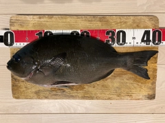 グレの釣果