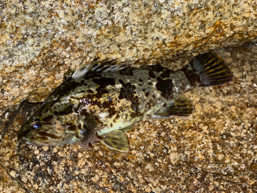 タケノコメバルの釣果