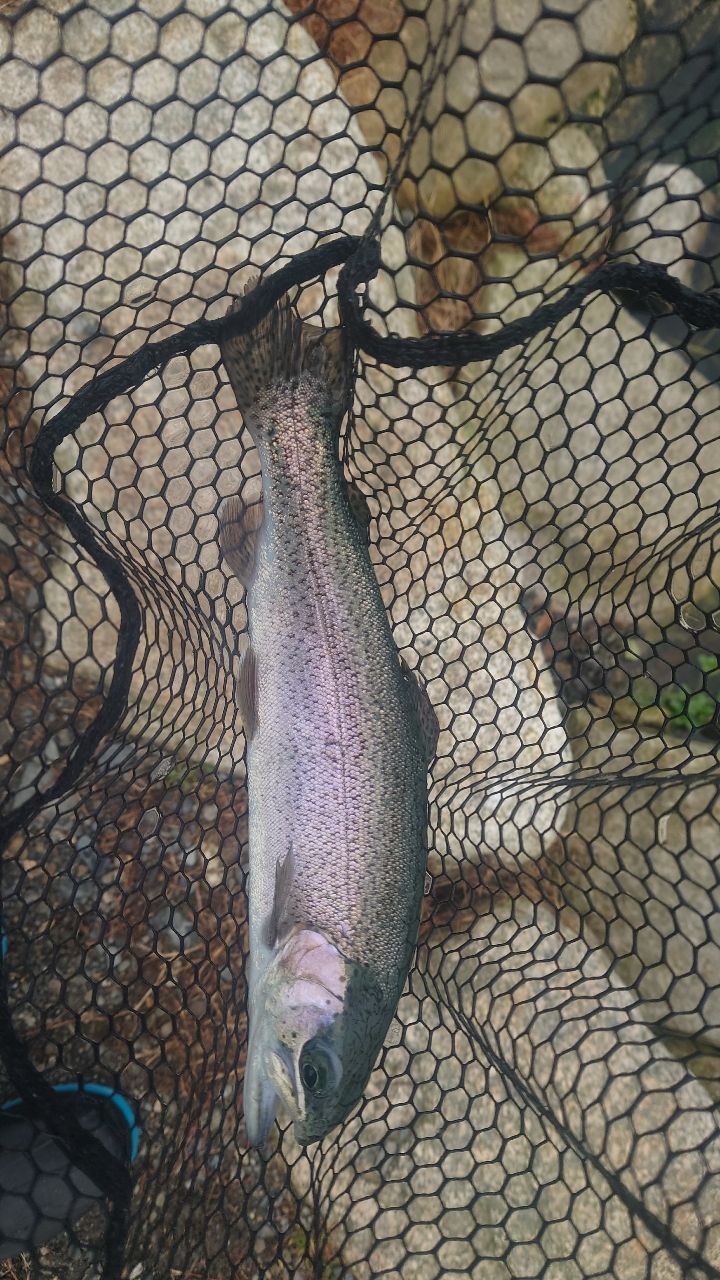 レインボートラウト