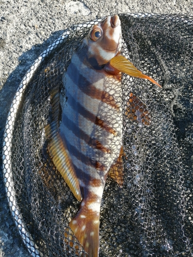 タカノハダイの釣果