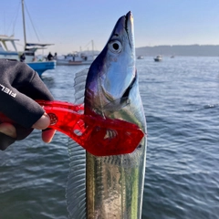 タチウオの釣果