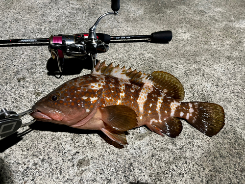 アコウの釣果